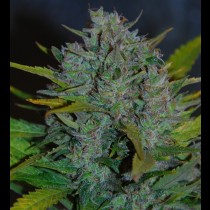 Ultraviolet Samsara seeds