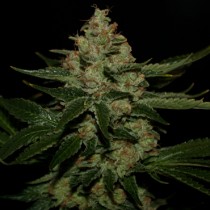underdawg_og