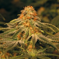 Vanilla Kush feminised