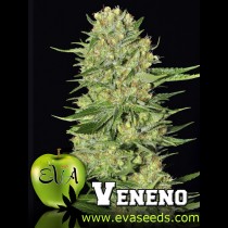 Eva Seeds Veneno