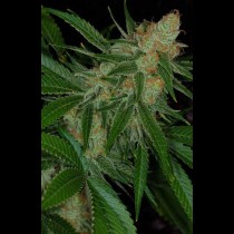 Vortex TGA Subcool Seeds