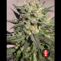 Warlock Serious Seeds