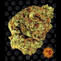 Watermelon Zkittlez Auto