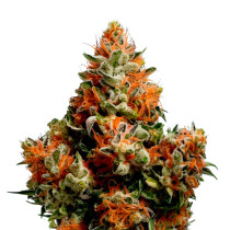 Watermelon Zkittlez