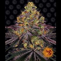 Watermelon Zkittlez