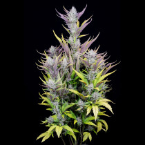 Wedding Glue Auto