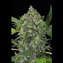 White Cheese Auto