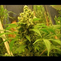 White Dwarf Auto