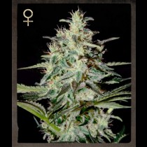 White Lemon Strain Hunters
