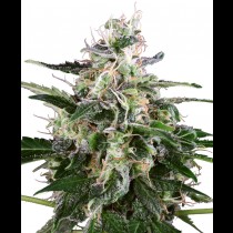 White Skunk Auto