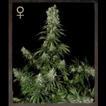White Strawberry Skunk