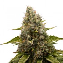 White Widow Bulk seeds