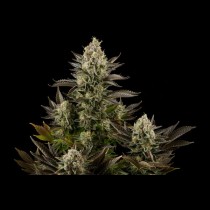 White Widow