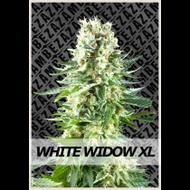 white-widow-strain-review