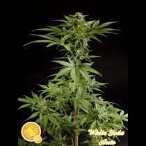 white-yoda-auto