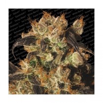 White Berry