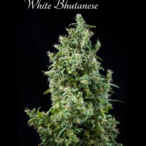 White Bhutanese