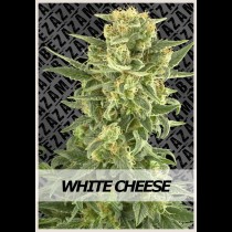 White Cheese 