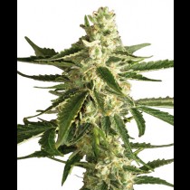 White Diesel Haze Auto