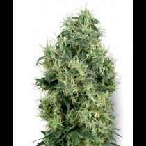 White Gold White Label seeds