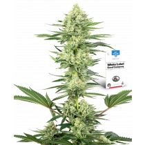 White Gorilla Haze