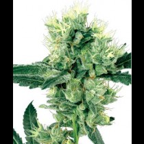 White Haze White Haze White Haze