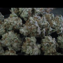 White Kush
