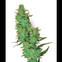 White Label Jack Herer