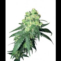 White Label Rhino