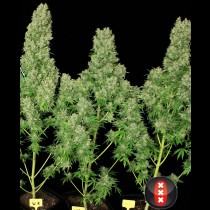 White Russian Serious Seeds