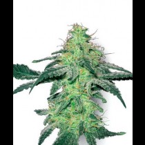 White Skunk White Label