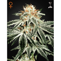 White Widow
