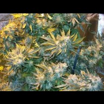 white widow feminised 