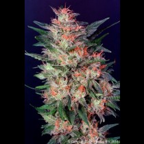 White Widow