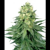 White Widow Regular seeds