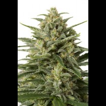 White Widow XXL Autoflowering