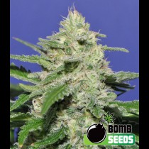 Widow Bomb Bomb Seeds