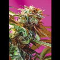 Wild Rose Feminized cannabis seeds
