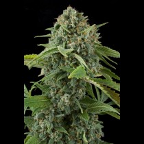 White Widow Auto Bulk Seeds