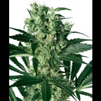 X Haze Feminised white label seeds