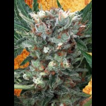 Zensation Ministry of Cannabis