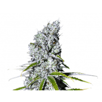 Zkittlez