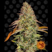 Zkittlez OG Auto