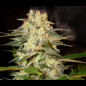 Afghan Kush BulkZaden