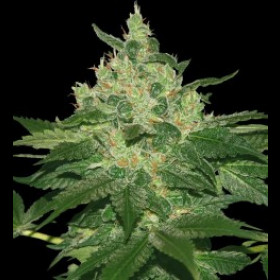 Afghan kush feminised