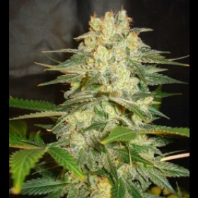 Afghan Kush Ryder