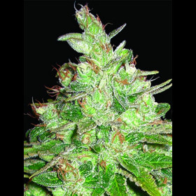 Afghan kush x black domina