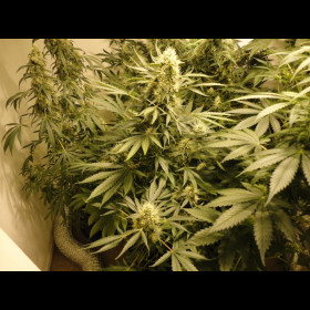 AK47 BulkZaden