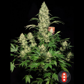 Ak47 feminised