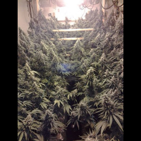 Amherst Sour Diesel
